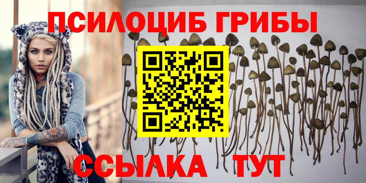 Галлюциногенные грибы Psilocybe Сердобск